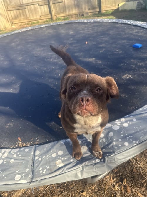 Photo of Bridget (Baby), adoptable senior Spaniel in Jackson, Mississippi