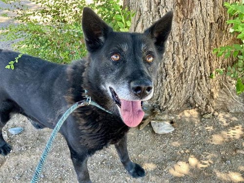 Photo of Juice, adoptable senior German Shepherd Dog in Albuquerque, New Mexico