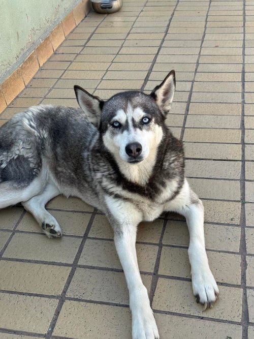Dixie, adoptable senior Husky in Dana Point, CA