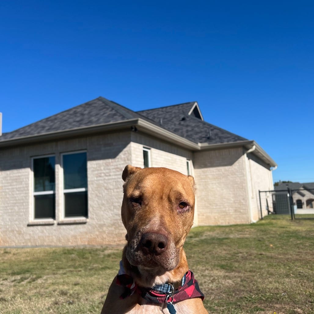 Photo of Rocco, adoptable senior Terrier, Pit Bull in Dallas, Texas