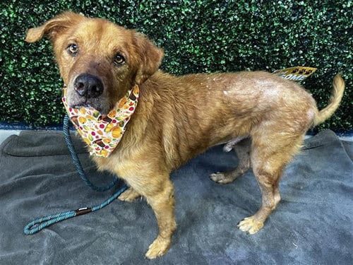 Photo of Caesar, adoptable senior Golden Retriever in Corpus Christi, Texas