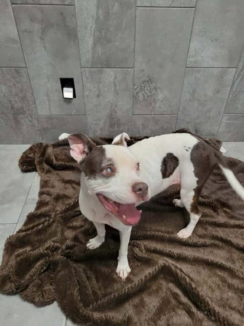 Photo of Marge (TX), adoptable senior Boxer in New York, New York