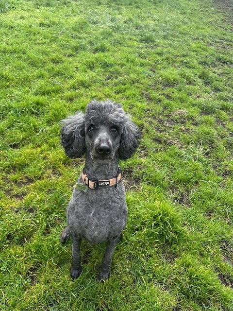 Photo of Neela, adoptable senior Poodle (Standard) in Sequim, Washington