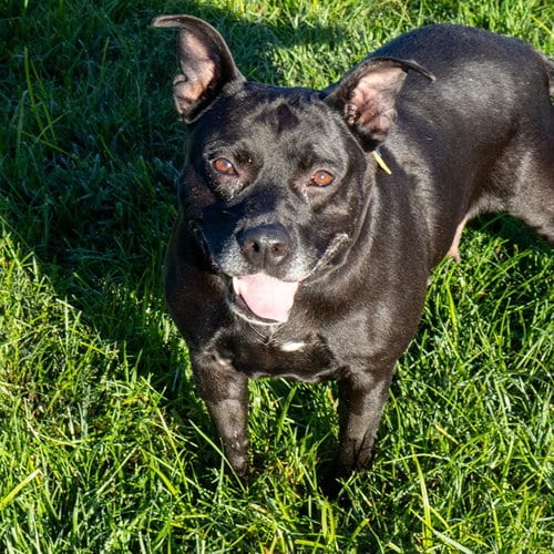 Photo of Honey Baked Ham, adoptable senior Staffordshire Bull Terrier in Maryland, Missouri