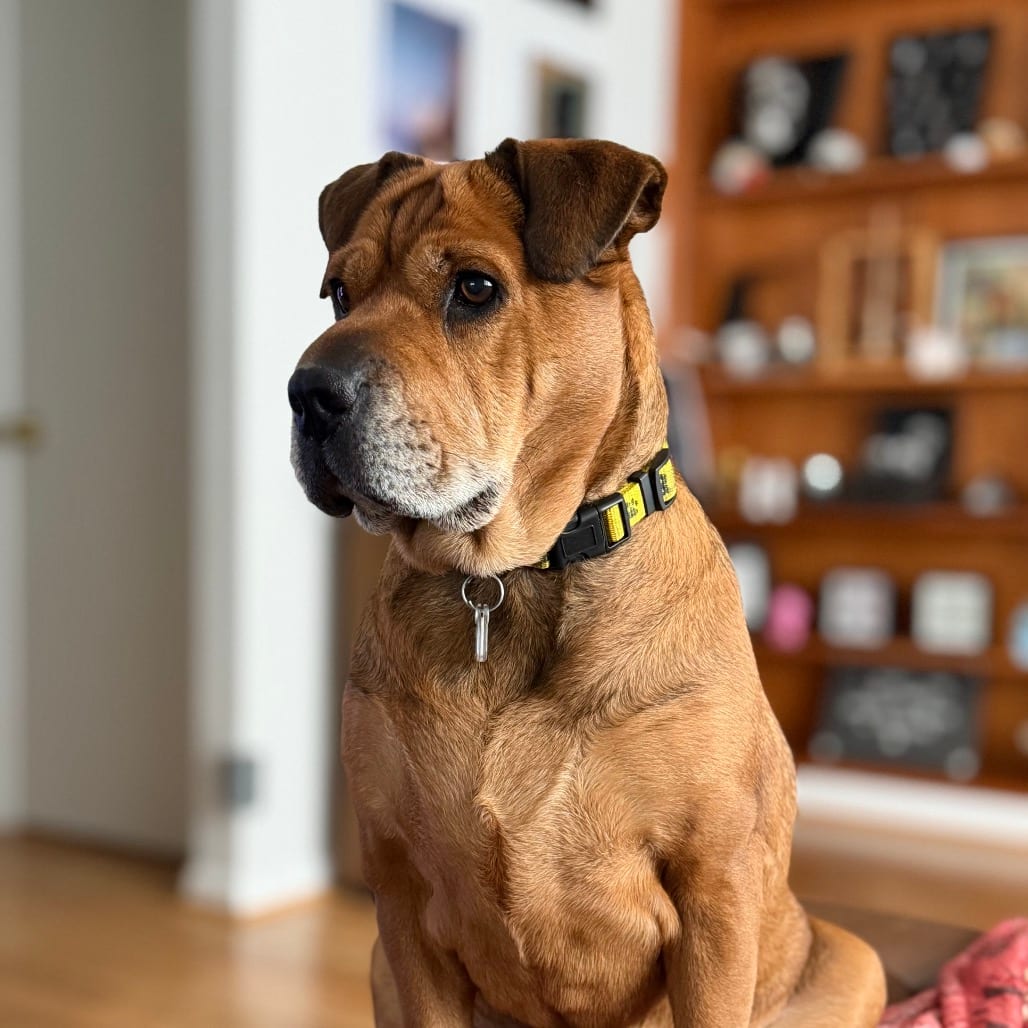 Photo of Zoey, adoptable senior Pei, Shar / Mixed Breed (Medium) in Fairfax Station, Virginia