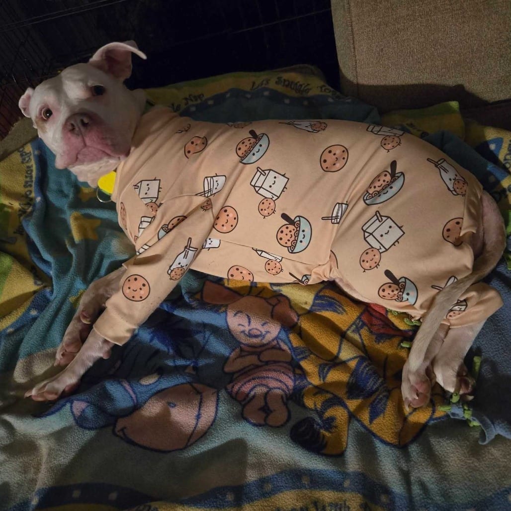 Photo of Izzy D12814, adoptable senior Terrier, American Pit Bull / Terrier, Pit Bull in Princeton area, Minnesota