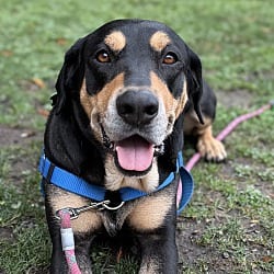 Photo of Martha, adoptable senior Hound (Unknown Type) in Petaluma, California