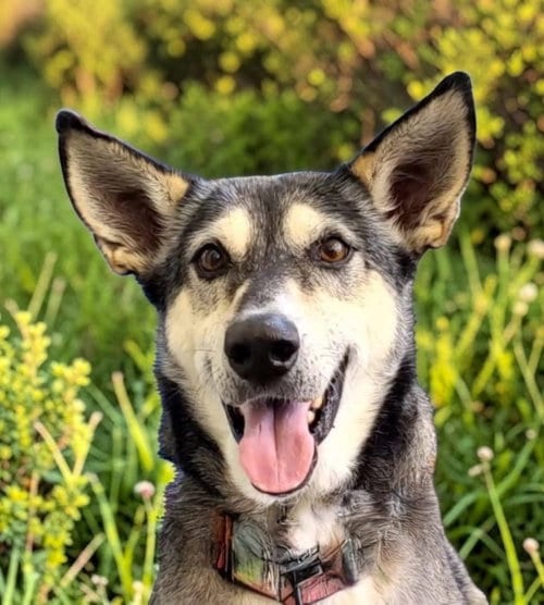 Lady aka Lady Bug, adoptable senior Siberian Husky in Baltimore, MD
