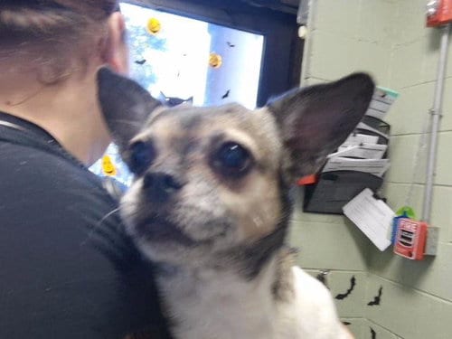 Photo of Ellanor, adoptable senior Chihuahua in Tulsa, Oklahoma
