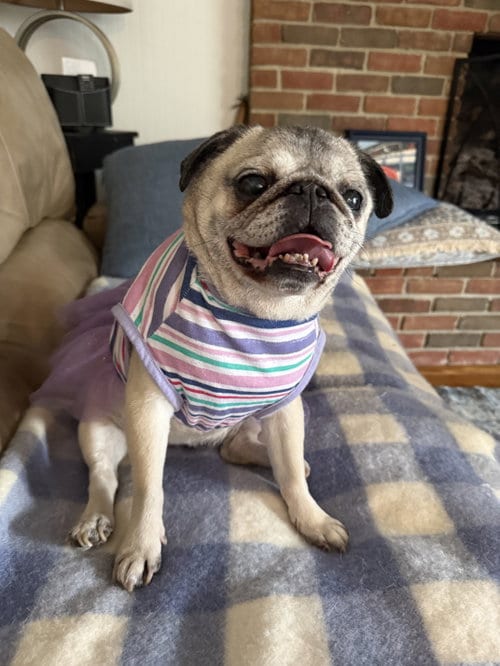 Photo of Lucy, adoptable senior Pug in Indianapolis, Indiana