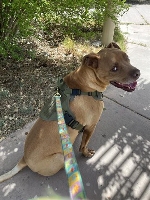 Photo of Christmas, adoptable senior American Pit Bull Terrier in Albuquerque, New Mexico
