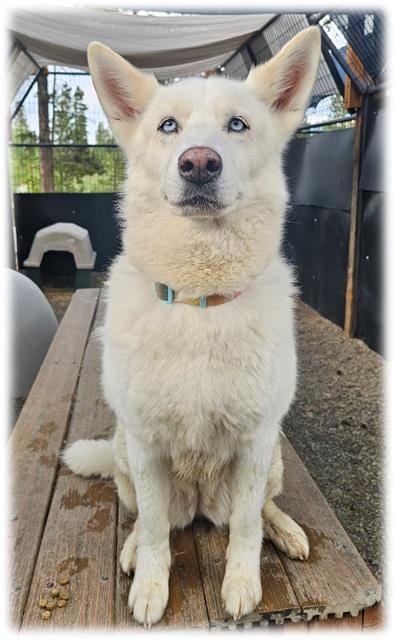 Photo of Luna, adoptable senior Siberian Husky in Frisco, Colorado