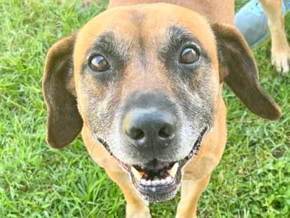 Photo of Brooks, adoptable senior dog in Georgetown, Texas