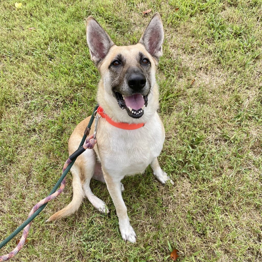 Photo of Empress, adoptable senior Shepherd, German in Greensboro, North Carolina