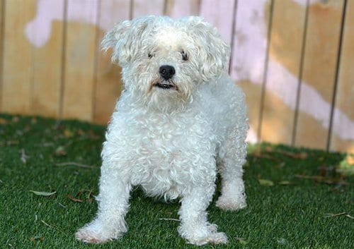 Photo of Kirkland, adoptable senior Poodle (Miniature) in West Valley, Utah