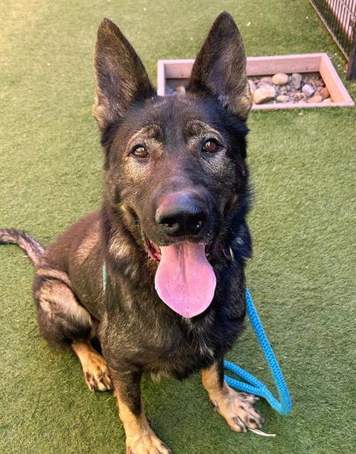 Photo of Aldo, adoptable senior German Shepherd Dog in Sacramento, California