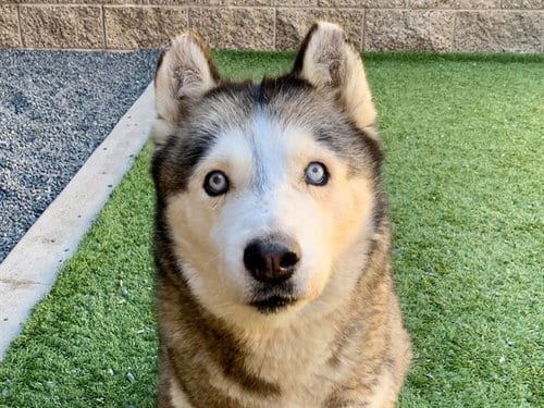 Photo of Kiara, adoptable senior Siberian Husky in Moreno Valley, California