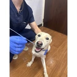 Photo of Woolly, adoptable senior Husky in Baton Rouge, Louisiana