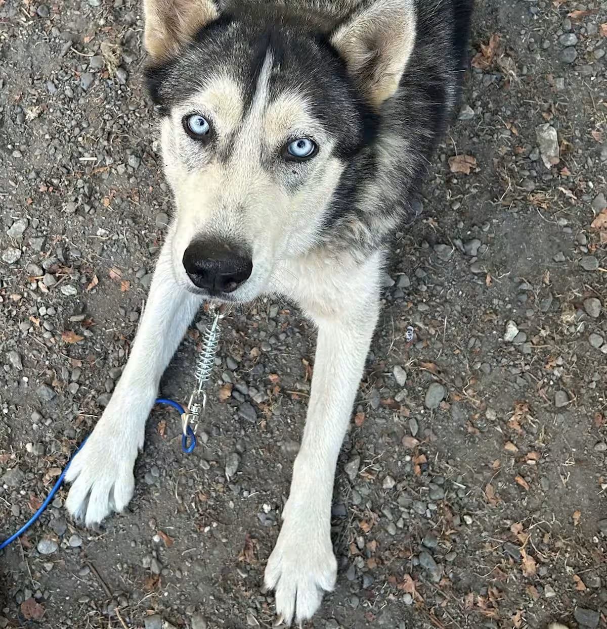 Photo of Caitlin, adoptable senior Husky/Siberian Husky in Beaverton, Oregon