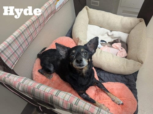 Photo of Hyde, adoptable senior Chihuahua in Stratham, New Hampshire