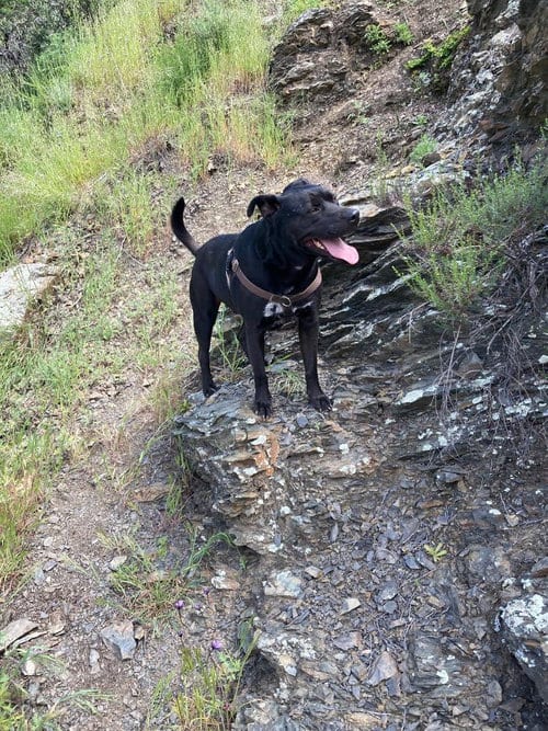 Photo of Max Boy, adoptable senior Labrador Retriever in Dana Point, California