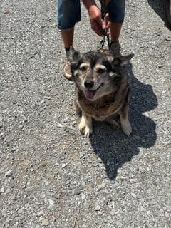 Photo of Bella, adoptable senior Husky in Sparta, Tennessee