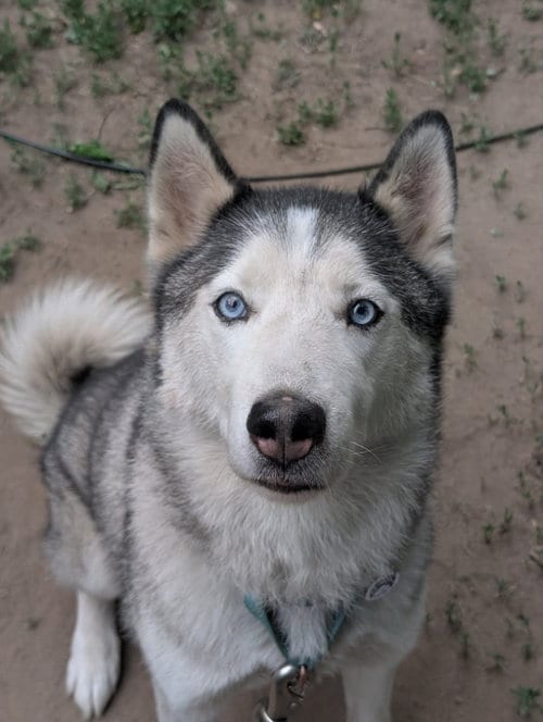 Photo of Shadow, adoptable senior Siberian Husky in Portage, Indiana