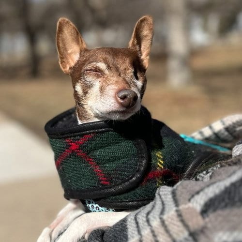 Photo of Sugar Plum, adoptable senior Rat Terrier in St. Paul, Minnesota
