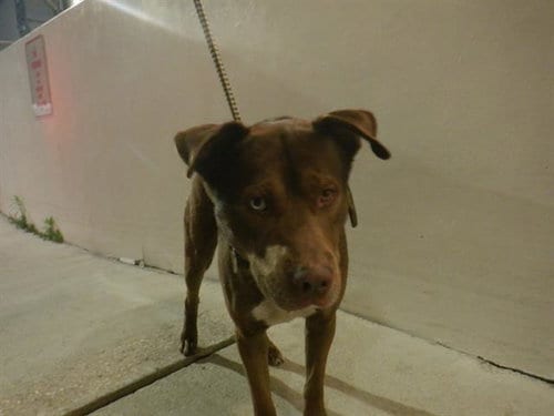 Photo of Azul, adoptable senior Siberian Husky in Miami, Florida