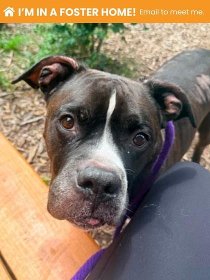 Photo of Calhan (Poe), adoptable senior Mixed Breed, Large (over 44 lbs fully grown)/Terrier, Pit Bull in Baltimore, Maryland