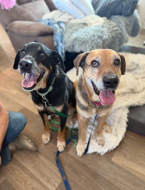 Photo of Tater & Queenie, adoptable senior Unknown breed in Tucson, Arizona