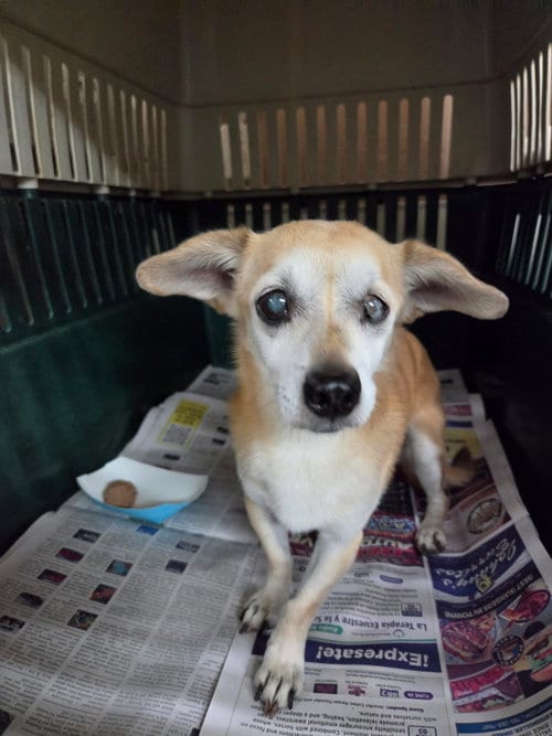 Photo of Marbles, adoptable senior Chihuahua in El Centro, California