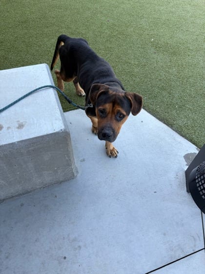 Photo of Benz, adoptable senior dog in Atlanta, Georgia