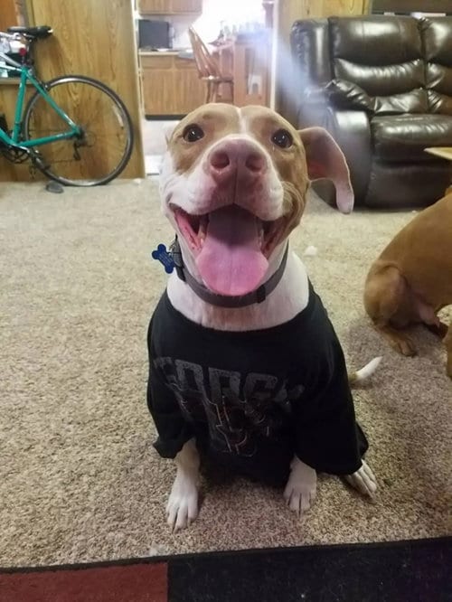Photo of Bentley, adoptable senior Pit Bull Terrier in Fort Collins, Colorado