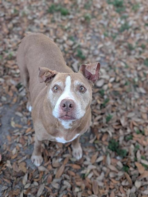 Photo of Kaya, adoptable senior dog in Palmetto, Florida