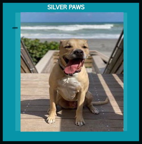 Photo of Dodger, adoptable senior Terrier in Royal Palm Beach, Florida