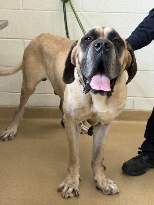 Photo of Little Bear, adoptable senior Mastiff in Derwood, Maryland