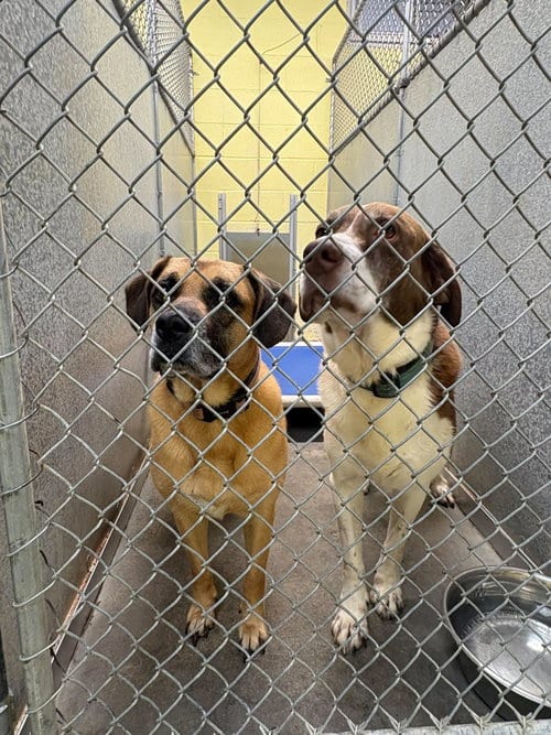 Photo of Zeara (and Cooper), adoptable senior Shepherd in Crystal, Minnesota