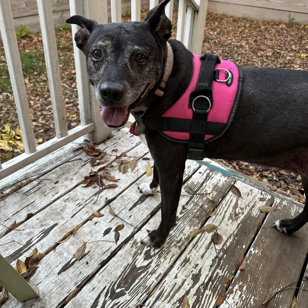 Photo of Bella, adoptable senior Retriever, Black Labrador