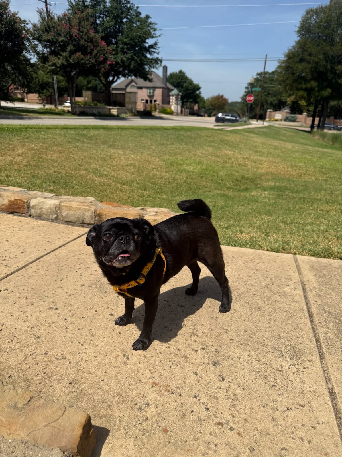 Photo of Starleia, adoptable senior Pug in Grapevine, Texas