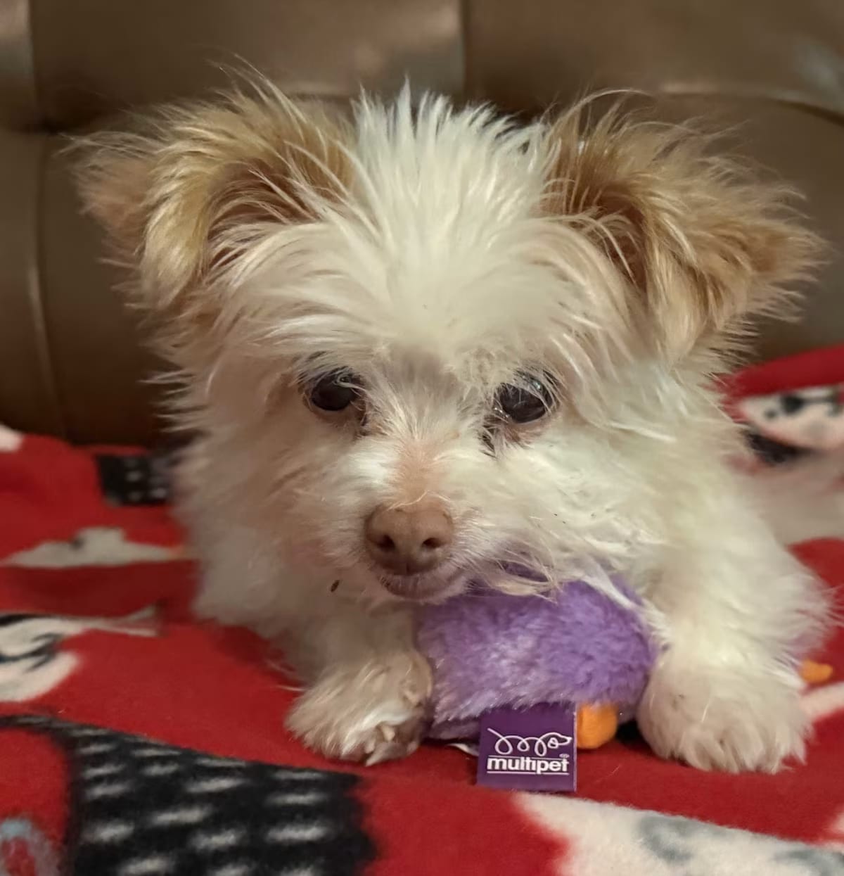 Photo of Eliza, adoptable senior Maltese in Rockville, Maryland