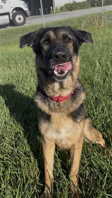 Photo of Colt, adoptable senior German Shepherd Dog in Rosenberg, Texas