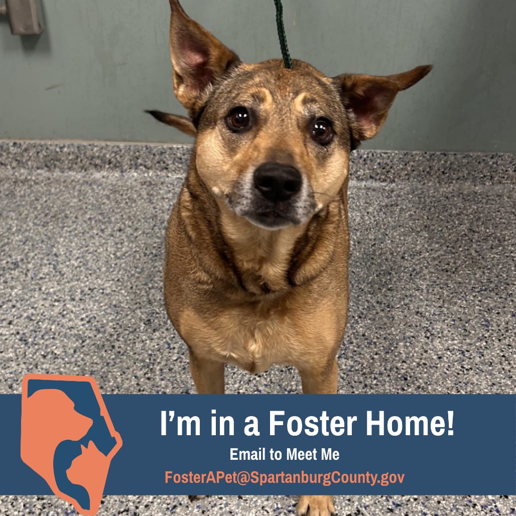 Photo of Daisy Girl, adoptable senior Shepherd / Mix in Spartanburg, South Carolina