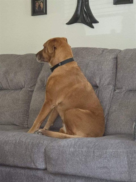 Photo of Daisy, adoptable senior Labrador Retriever in Conroe, Texas