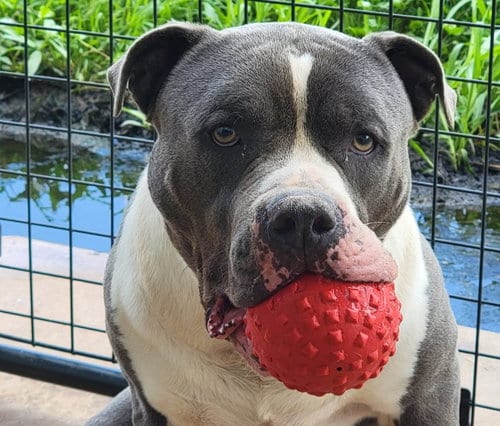 Photo of Johnny, adoptable senior American Staffordshire Terrier in Anniston, Alabama