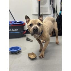 Photo of Seven, adoptable senior Mixed Breed (Medium) in New Castle, Delaware