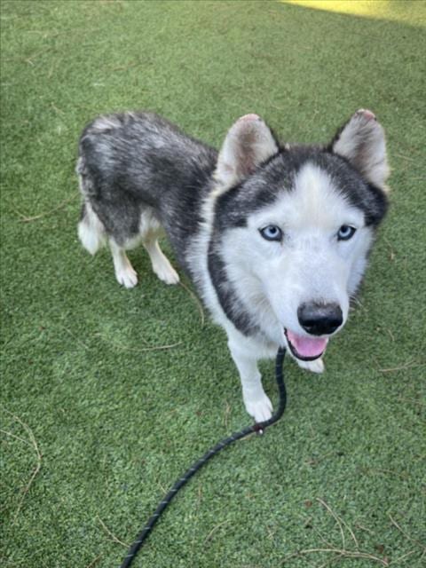 Photo of Michael Jackson, adoptable senior Siberian Husky in Van Nuys, California