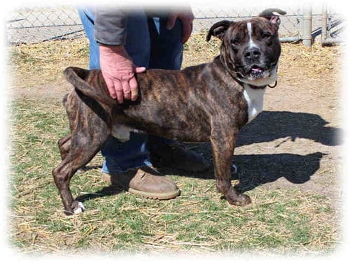CHUCKY, adoptable senior Pit Bull Terrier in Rockford, IL