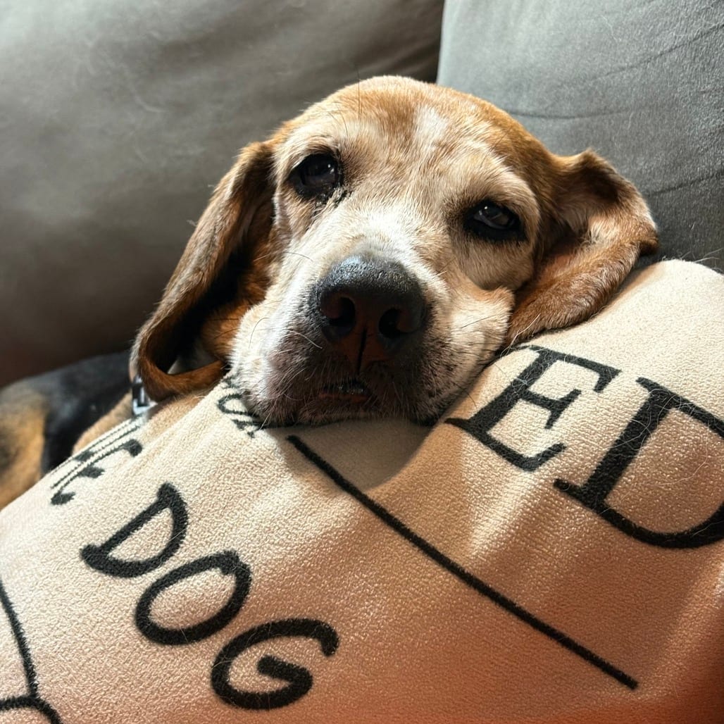 Photo of Mildred, adoptable senior Beagle in Fairfax Station, Virginia