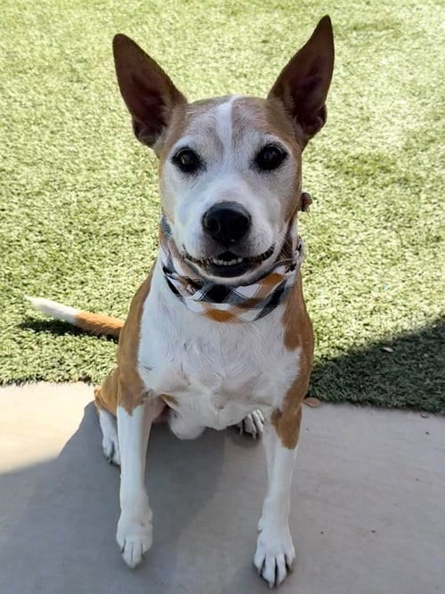 Photo of Nova, adoptable senior American Staffordshire Terrier in Elk Grove, California